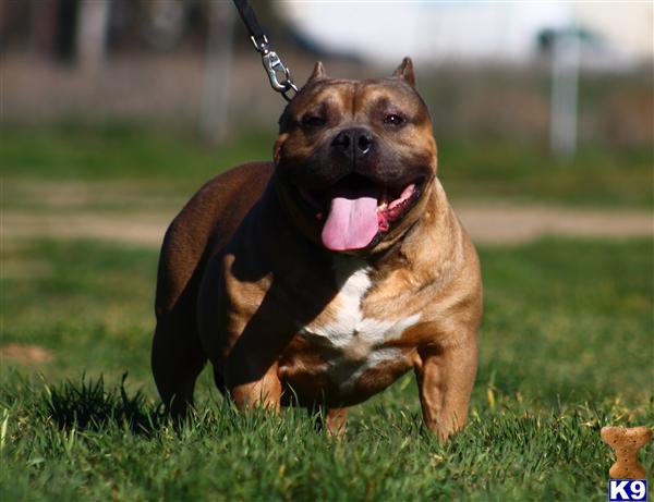 American Pit Bull Puppies